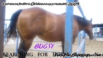 SEARCHING FOR HORSE Bugsy, Near Guymon, OK, 00000
